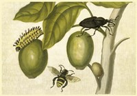Maria Sibylla Merian 2 Fine Art Print