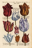 Matthaeus Merian Tulips-Early16s Fine Art Print