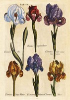 Merian MattheusIrises - Early 16s Fine Art Print