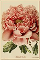 Peony Fine Art Print