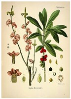 Thymelaeaceae Fine Art Print