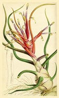 Tillandsia Bulbosa 1847 Fine Art Print
