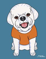 Bichon Puppy Cut Fine Art Print