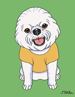 Bichon Show Cut Fine Art Print
