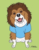 Shetland Sheepdog Framed Print