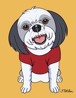 Shih Tzu Gray Fine Art Print