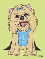 Yorkshire Terrier Showcut Framed Print