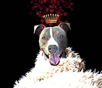Royal Love Pup - Pit Bull Terrier Framed Print