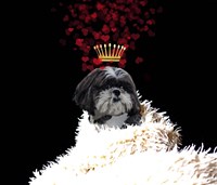 Royal Love Pup - Shi Tzu Framed Print