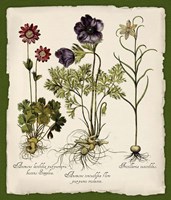 Botanica Nostalgia II Framed Print