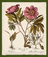 Botanica Nostalgia IV Fine Art Print