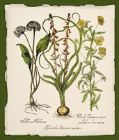 Botanica Nostalgia Fine Art Print