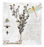 Botanical Garden Chamomile Herb Framed Print