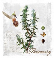 Botanical Garden Rosemary Herb Fine Art Print