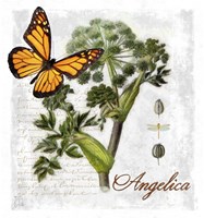 Botanical Gardern Angelica Herb Fine Art Print