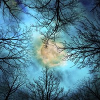 Evening Fine Art Print