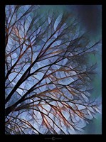 Early Evening Tree Fine Art Print