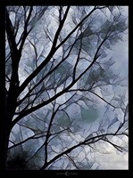 Misty Tree Fine Art Print