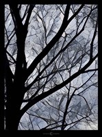Patchwork Branches Fine Art Print