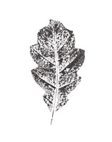 Harvest Sentiments VIII BW no Words Fine Art Print