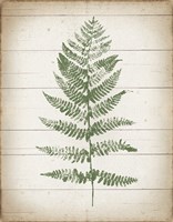 Fern Print II v2 Fine Art Print