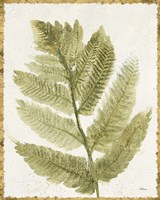 Forest Ferns I Antique Fine Art Print