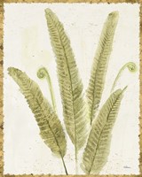 Forest Ferns II v2 Antique Fine Art Print