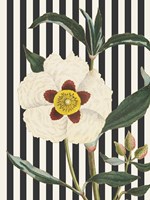 Herbal Botanical XXVII Bold Fine Art Print