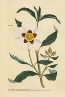 Herbal Botanical XXVII Framed Print