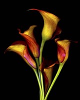 Calla Lillies 2017 Fine Art Print