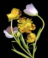 Tulips Fine Art Print