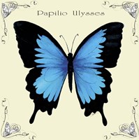 Butterfly Blue Papilio Ulysses Fine Art Print