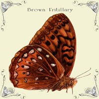 Butterfly Brown Fritillary Fine Art Print