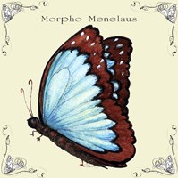 Butterfly Morpho Menelaus Fine Art Print