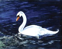 Clearwater Swan Fine Art Print