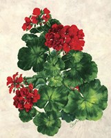 Red Geranium Fine Art Print