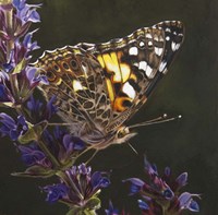 Butterfly 1 Fine Art Print