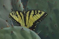 Butterfly 2 Fine Art Print