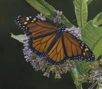 Butterfly 3 Fine Art Print