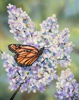Butterfly with Hydrangea Fine Art Print