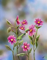 Hummingbird with Dhalia Fine Art Print