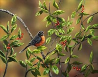 Robin with Holly Fine Art Print