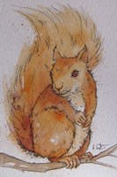 Squirrel Fine Art Print