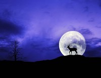 Big Moon Fine Art Print