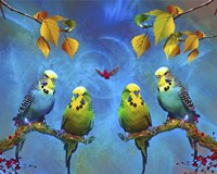 Color Birds Fine Art Print