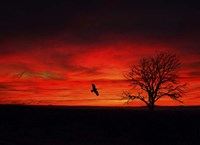 Lone Tree And A Bird Fine Art Print