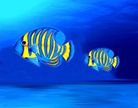 Colorful Fishes Fine Art Print