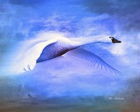 Swan Fly Fine Art Print