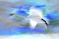 White Swan Fly Fine Art Print