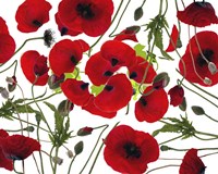 Poppy Flower Fine Art Print